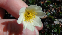 Dryas integrifolia