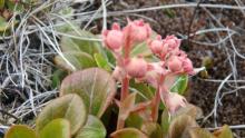 Largeflowered wintergreen