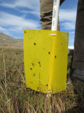 Sticky Mosquito Trap