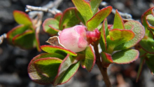 Vaccinium uliginosum Flower