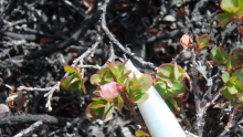  Vaccinium uliginosum