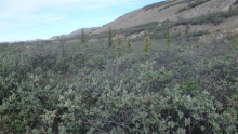 Forest Planted in the 1970s