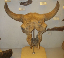 Steppe Bison Skull