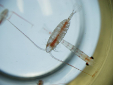 Copepod