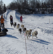 Dog Race