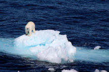 Stranded on an ice floe