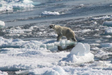 A true polar plunge