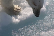 Polar bear peering into slushy water