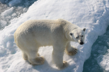 Male polar bear