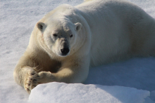 Polar bear resting in sea ice