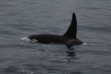 Part of killer whale pod around our boat