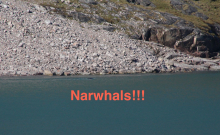 Narwhals!