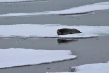 Bearded Seal