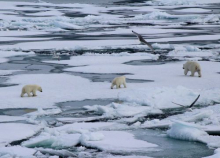 Bears and Birds