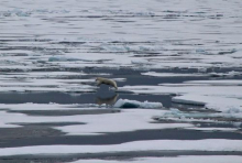 Polar Bear Leap