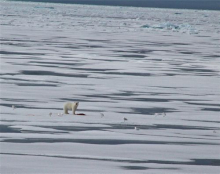 Polar Bear Eating