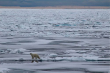 Male Bear