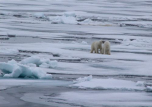 two male bears