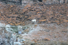 Polar Bear with birds