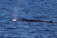 Fin whale