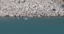 Narwhals at a distance