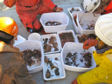 Sorting epibenthos