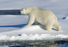 Close polar bear