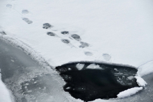 Polar bear tracks 1