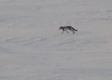 Arctic fox