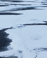 Polar bear tracks 2