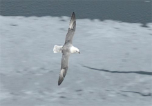 Northern Fulmar