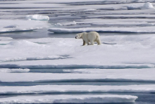 Polar Bear Zoom