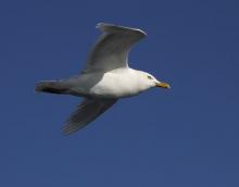 Glaucous Gull