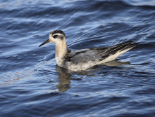 Red Phalarope in Barrow, AK