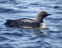 Pacific Loon in Barrow, AK