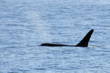 Male Orca