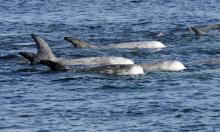 Risso's Dolphins