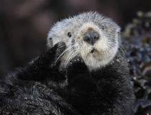 Sea Otter Grooming