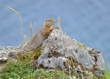 Arctic Ground Squirrel