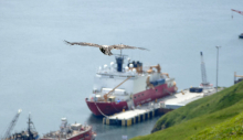 Bald Eagle and USCGC Healy