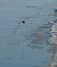 Bearded Seal @ N. Pole