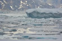 Ice and Eiders, Skjoldungensund, Greenland