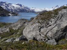 Dwarf Juniper Clings to Boulder above Skjoldungensund, Greenland