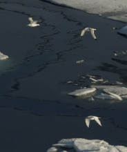 Ivory Gull and Black-legged Kittiwakes