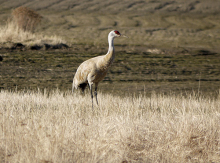 Lesser Sandhill Crane, Creamer's Field