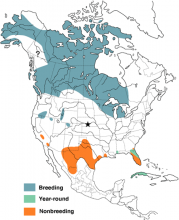 Distribution Map of Sandhill Crane