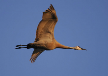 Lesser Sandhill Crane