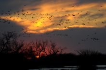 Lesser Sandhill Cranes