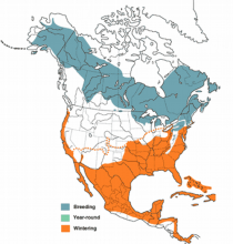 Distribution Map for Myrtle Yellow-rumped Warblers