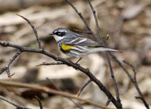 Male Yellow-rumped Warbler